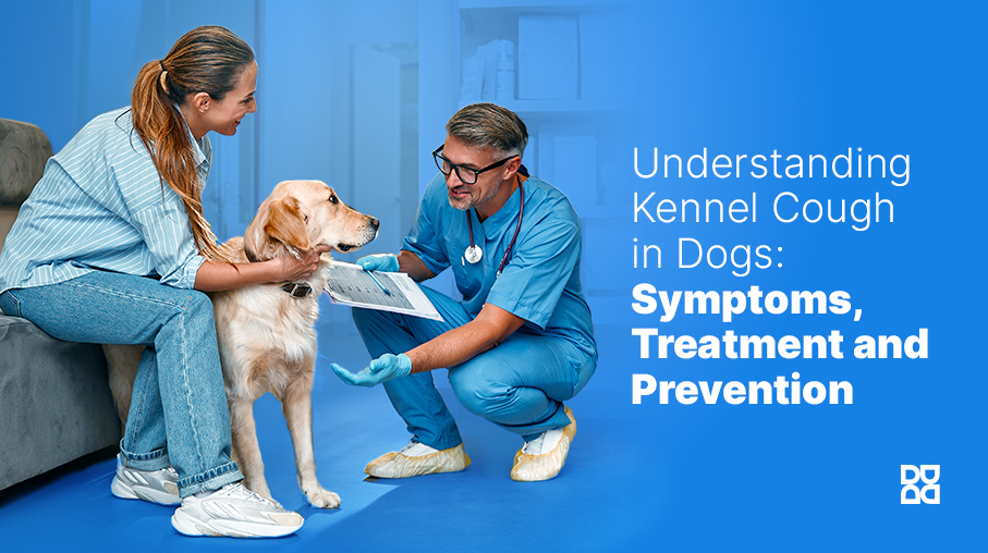 kennel cough in dogs